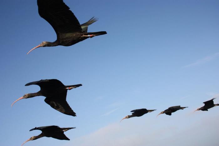 ¿Cómo actuar si te encuentras un pájaro herido?