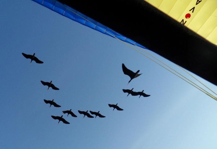 ¿Cómo actuar si te encuentras un pájaro herido?