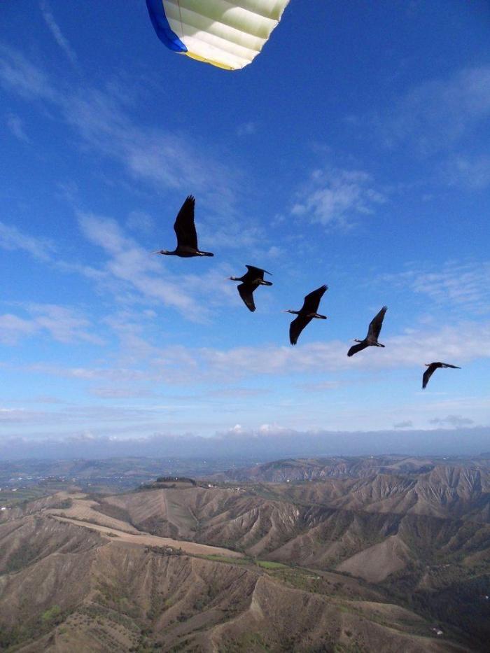 ¿Cómo actuar si te encuentras un pájaro herido?