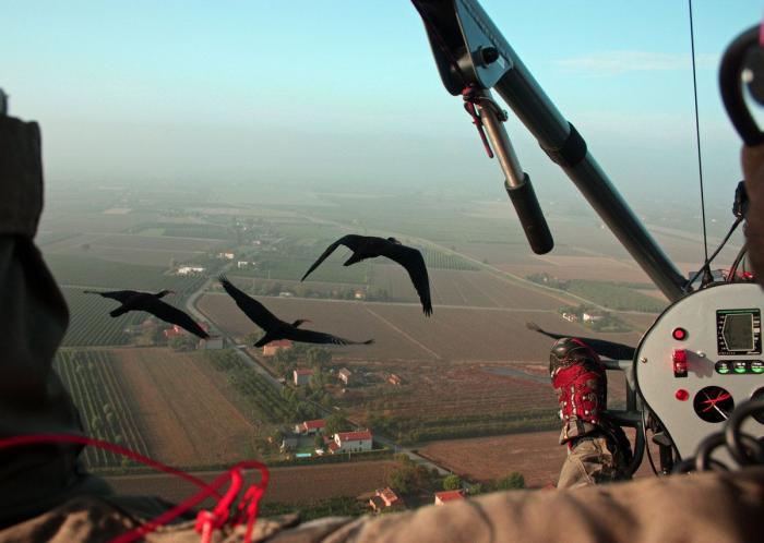 ¿Cómo actuar si te encuentras un pájaro herido?