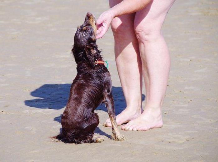 Dion Leonard corre una ultramaratón y una perrita callejera termina con él la carrera
