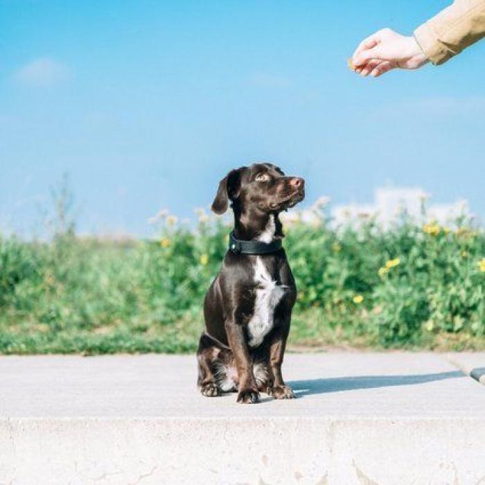 Dion Leonard corre una ultramaratón y una perrita callejera termina con él la carrera