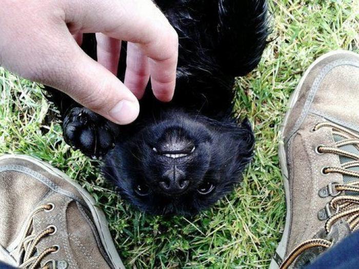 Dion Leonard corre una ultramaratón y una perrita callejera termina con él la carrera