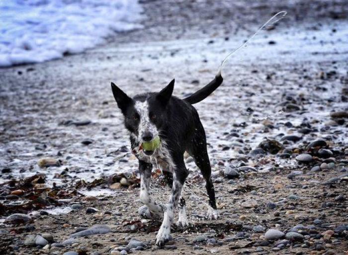 Dion Leonard corre una ultramaratón y una perrita callejera termina con él la carrera