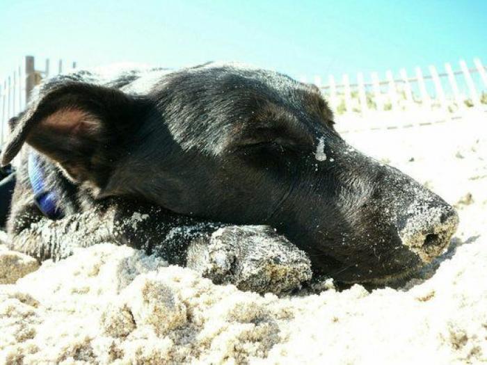 Dion Leonard corre una ultramaratón y una perrita callejera termina con él la carrera