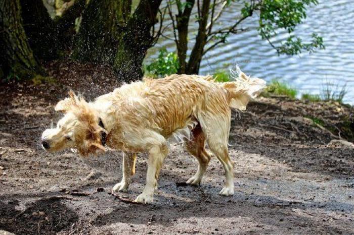 Dion Leonard corre una ultramaratón y una perrita callejera termina con él la carrera
