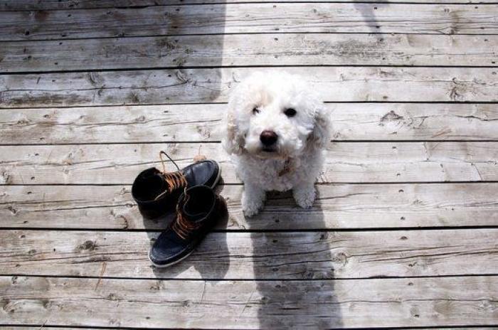 Dion Leonard corre una ultramaratón y una perrita callejera termina con él la carrera