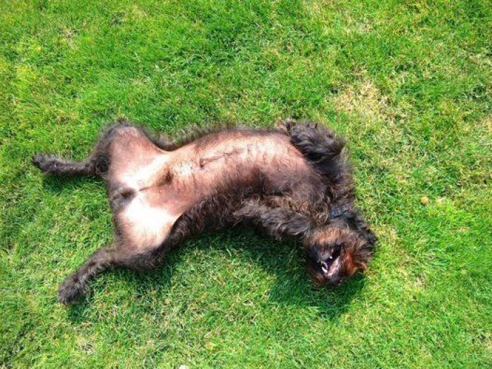 Dion Leonard corre una ultramaratón y una perrita callejera termina con él la carrera