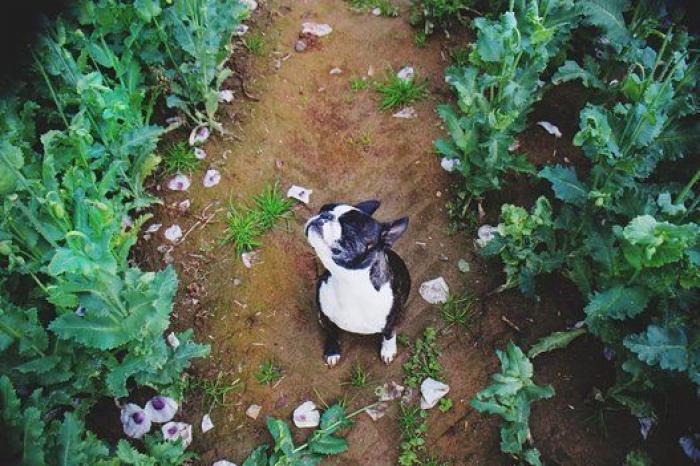 Dion Leonard corre una ultramaratón y una perrita callejera termina con él la carrera