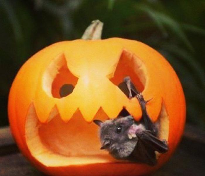 Tutorial para aprender a hacer una calabaza de Halloween (VÍDEO)