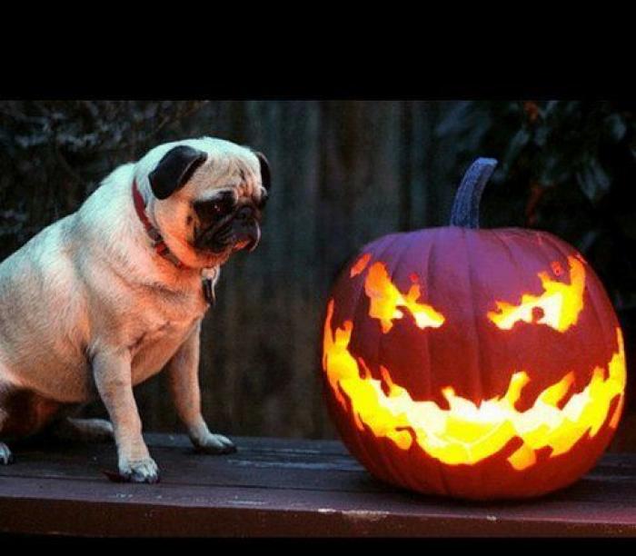 Tutorial para aprender a hacer una calabaza de Halloween (VÍDEO)