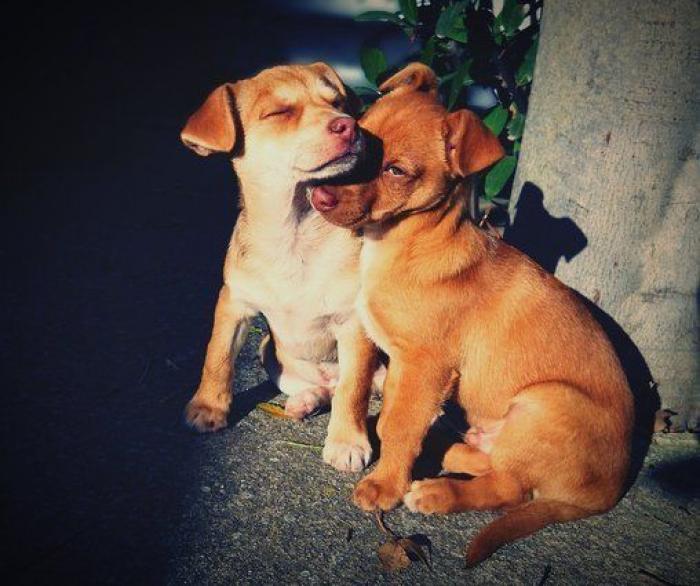 Dion Leonard corre una ultramaratón y una perrita callejera termina con él la carrera