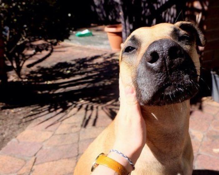 Dion Leonard corre una ultramaratón y una perrita callejera termina con él la carrera