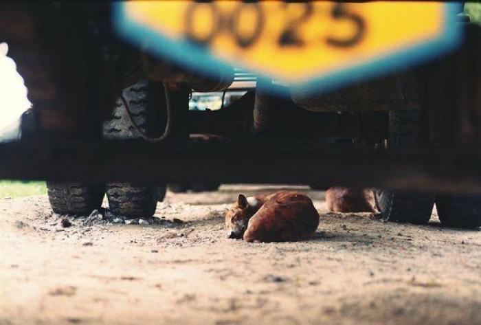 Dion Leonard corre una ultramaratón y una perrita callejera termina con él la carrera