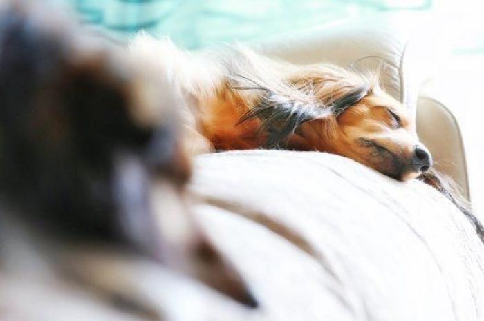 Dion Leonard corre una ultramaratón y una perrita callejera termina con él la carrera