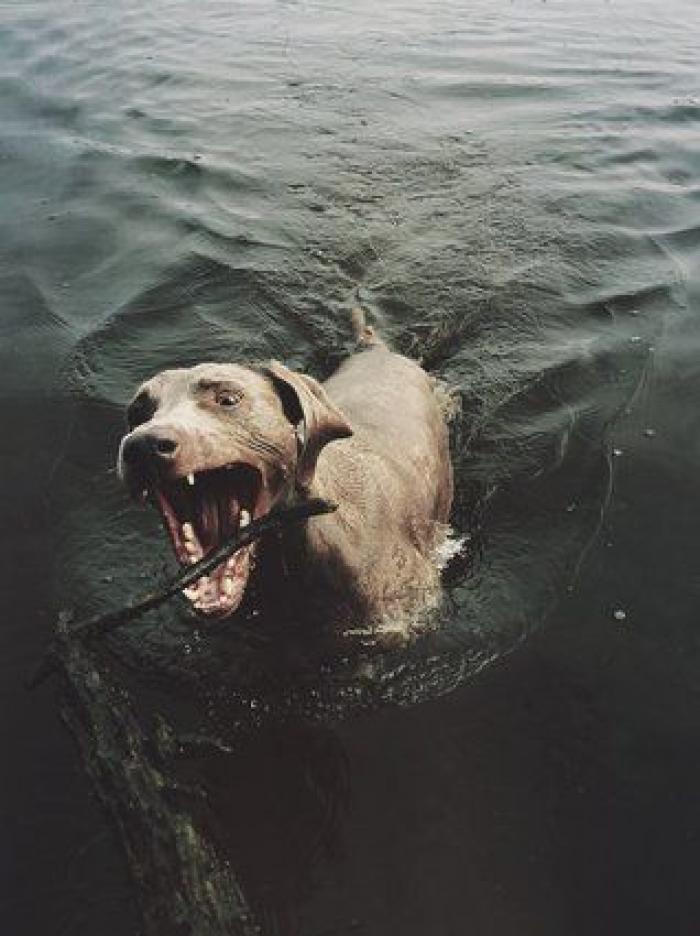 Dion Leonard corre una ultramaratón y una perrita callejera termina con él la carrera