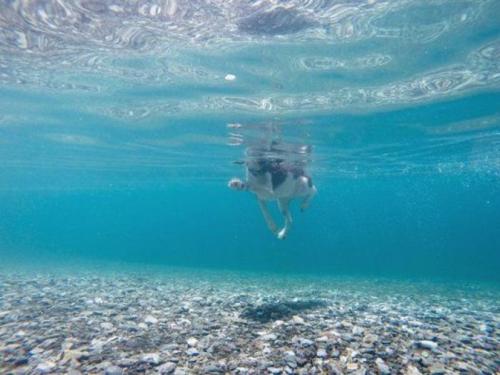 Dion Leonard corre una ultramaratón y una perrita callejera termina con él la carrera