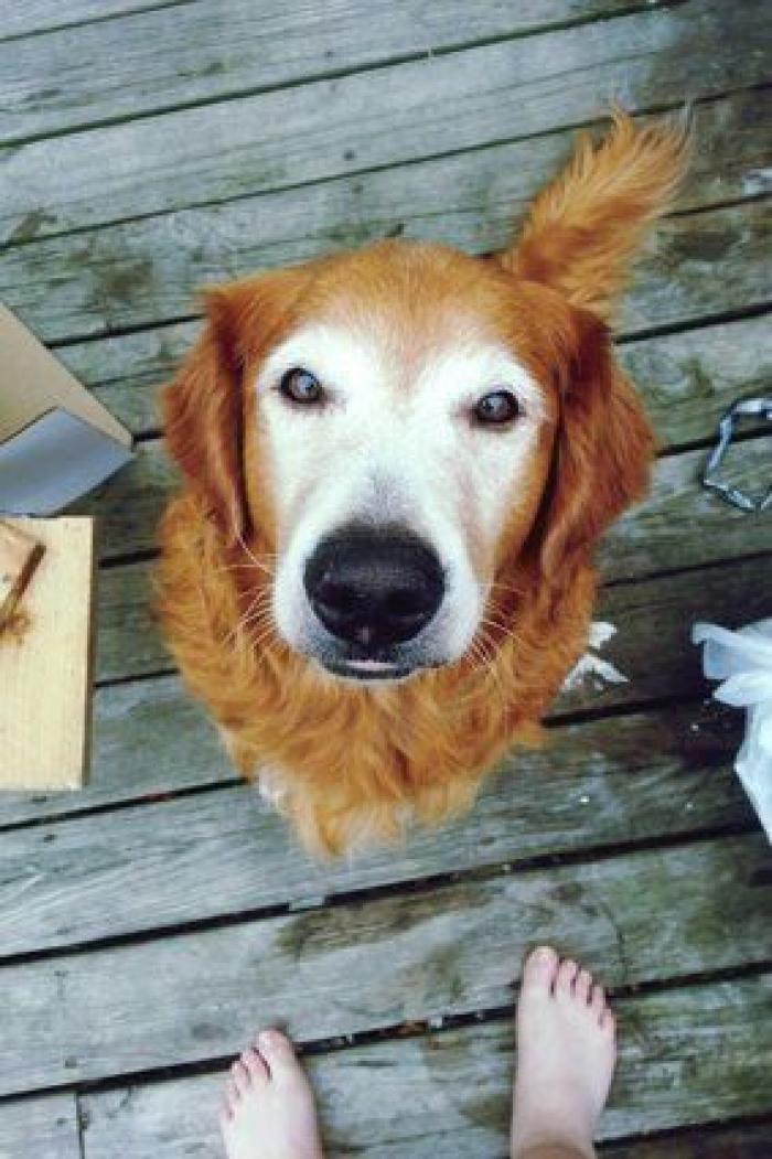 Dion Leonard corre una ultramaratón y una perrita callejera termina con él la carrera
