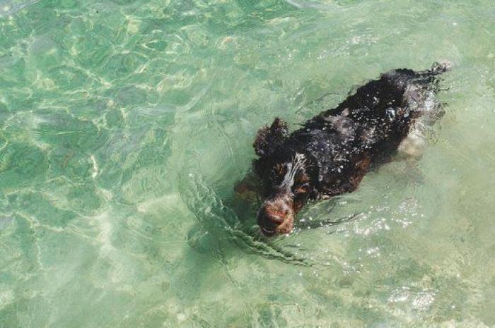 Dion Leonard corre una ultramaratón y una perrita callejera termina con él la carrera
