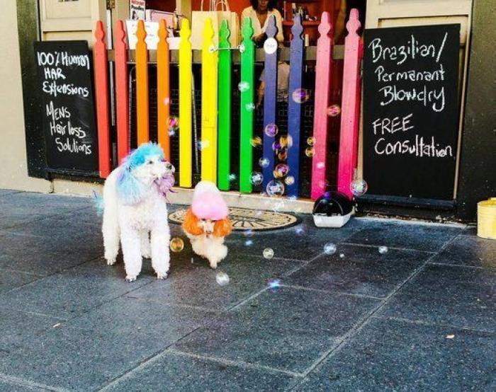 Dion Leonard corre una ultramaratón y una perrita callejera termina con él la carrera