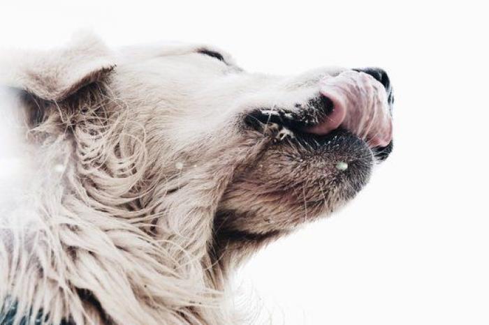 Dion Leonard corre una ultramaratón y una perrita callejera termina con él la carrera