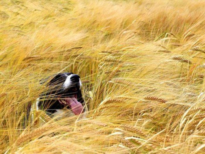 Dion Leonard corre una ultramaratón y una perrita callejera termina con él la carrera