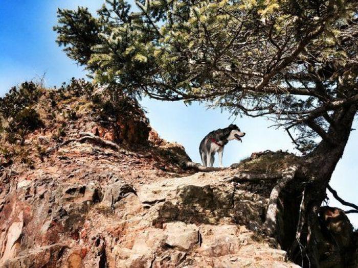 Dion Leonard corre una ultramaratón y una perrita callejera termina con él la carrera