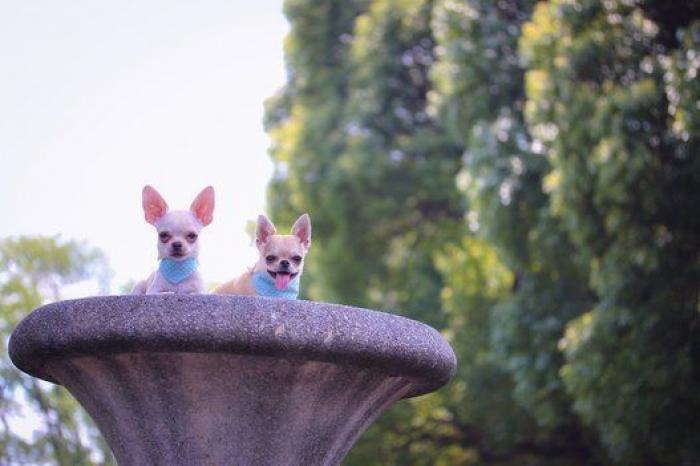 Dion Leonard corre una ultramaratón y una perrita callejera termina con él la carrera