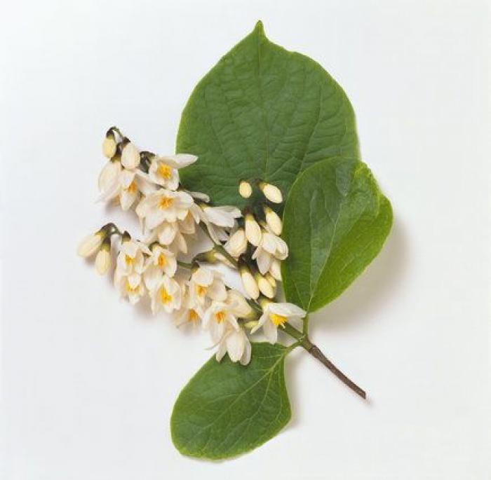 Consumo sacará al aceite de oliva del semáforo nutricional