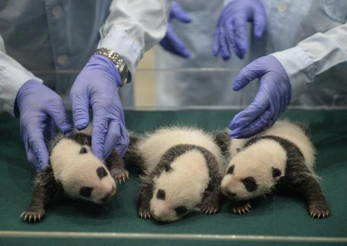 ¿Te acuerdas de los pandas trillizos? Así están ahora (FOTOS)