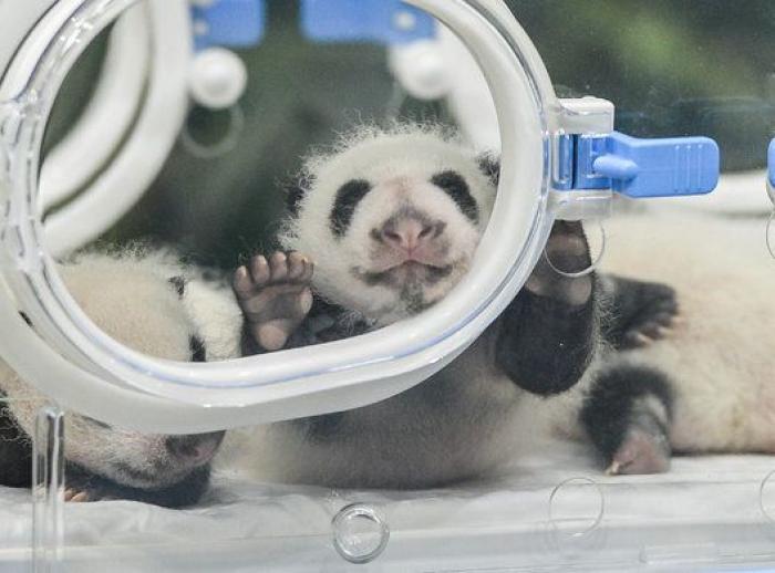 ¿Te acuerdas de los pandas trillizos? Así están ahora (FOTOS)