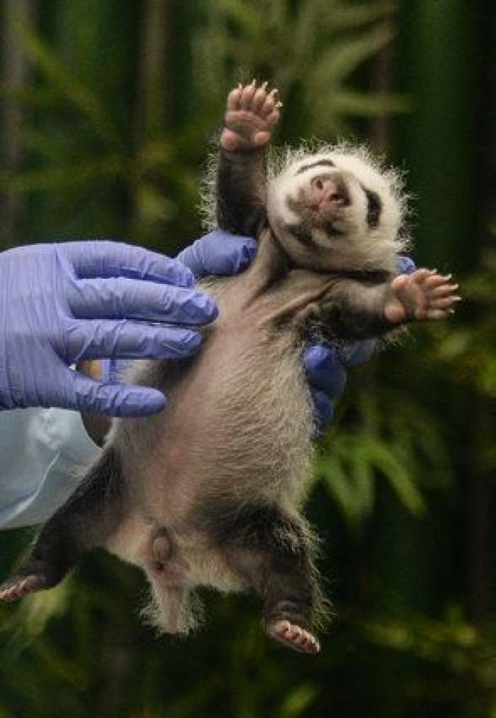 ¿Te acuerdas de los pandas trillizos? Así están ahora (FOTOS)