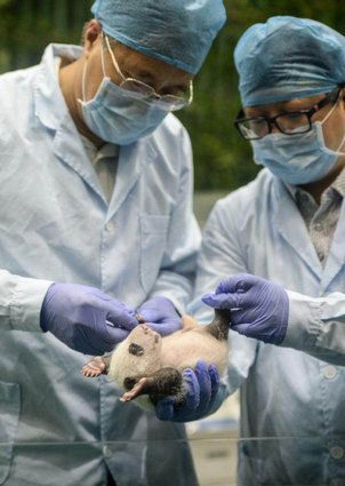 ¿Te acuerdas de los pandas trillizos? Así están ahora (FOTOS)