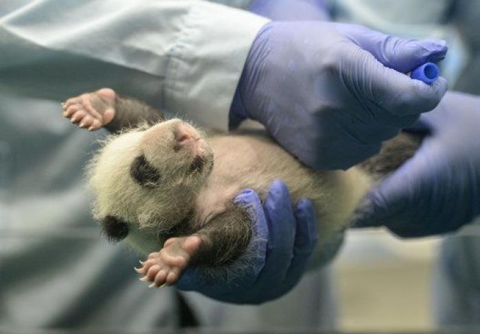 ¿Te acuerdas de los pandas trillizos? Así están ahora (FOTOS)