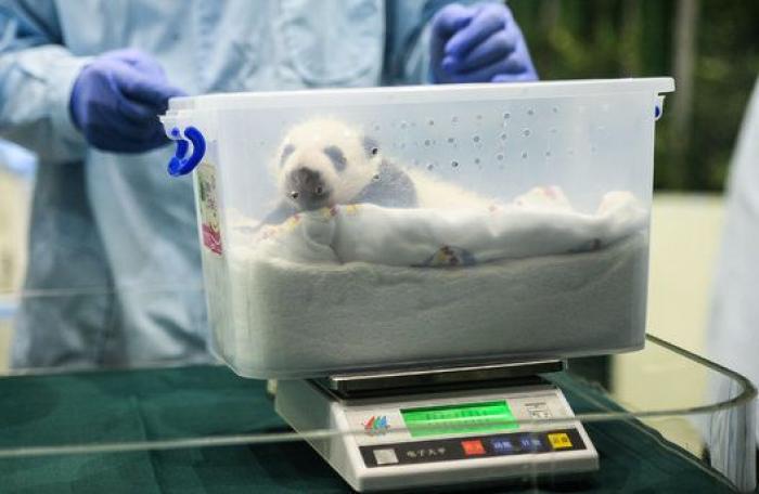 ¿Te acuerdas de los pandas trillizos? Así están ahora (FOTOS)