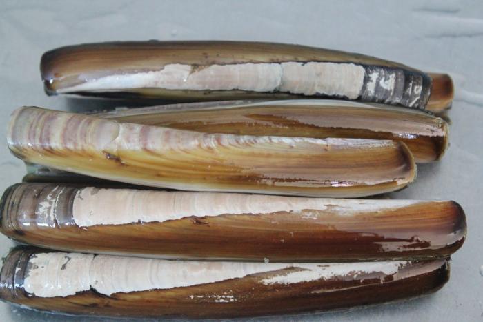 Cómo evitar que ciertas bacterias nos amarguen el verano