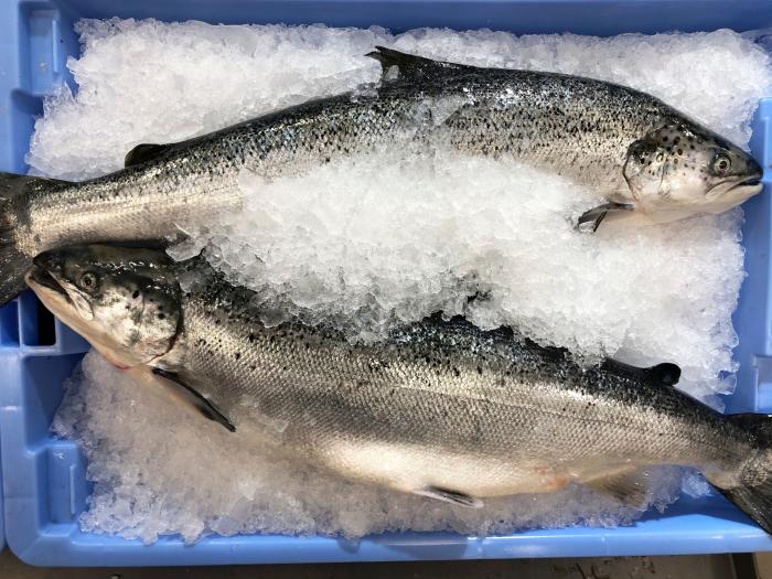 Cómo evitar que ciertas bacterias nos amarguen el verano