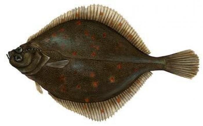 Cómo evitar que ciertas bacterias nos amarguen el verano