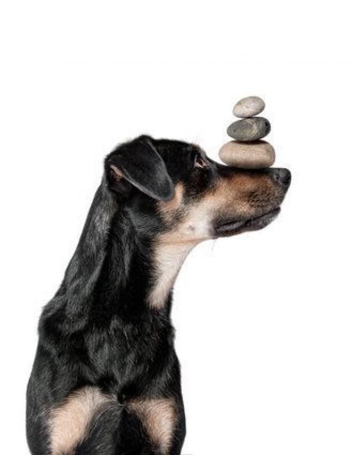 Cacas por correo, vacaciones para peluches, cerveza para perros y otros negocios raros (FOTOS)