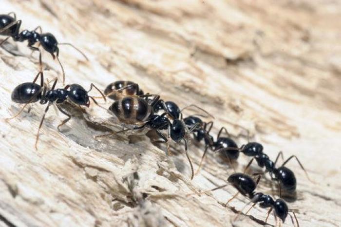 ¿Es malo beber café con el estómago vacío?