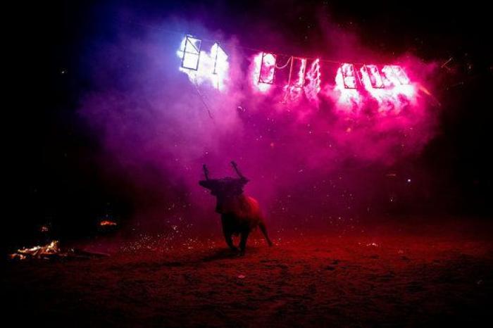 Incidentes y cuatro detenidos durante el 'Toro de Júbilo' de Medinaceli (FOTOS)