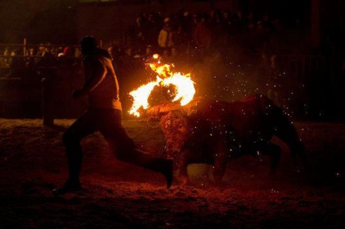 Incidentes y cuatro detenidos durante el 'Toro de Júbilo' de Medinaceli (FOTOS)