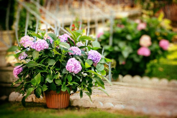 Las plantas que no deberías tener en casa si tienes un gato