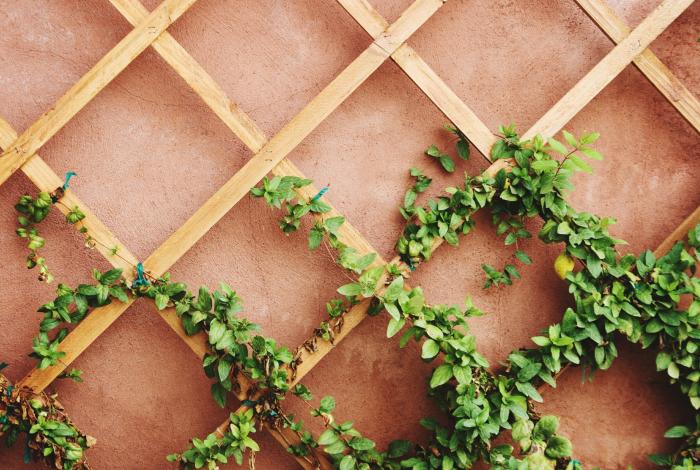 Las plantas que no deberías tener en casa si tienes un gato