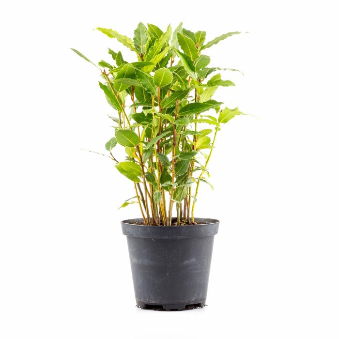 Las plantas que no deberías tener en casa si tienes un gato