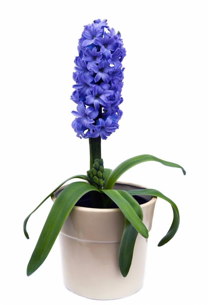 Las plantas que no deberías tener en casa si tienes un gato