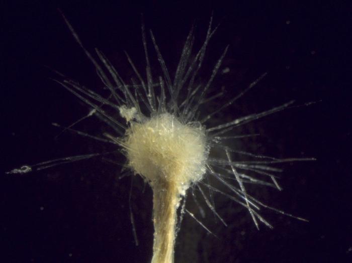 Los 10 animales y plantas más increíbles descubiertos el año pasado