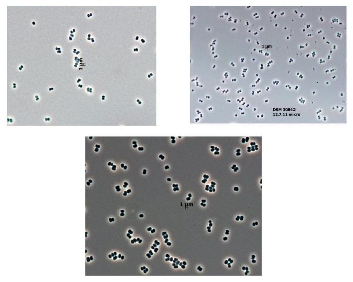 Los 10 animales y plantas más increíbles descubiertos el año pasado