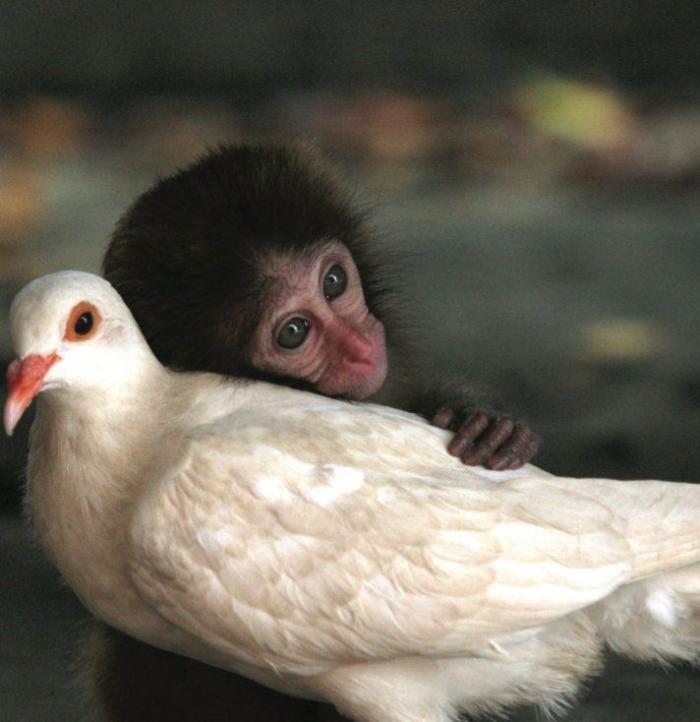 Amistades increíbles entre animales