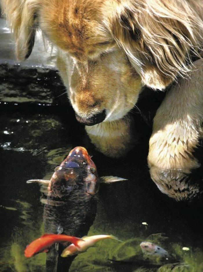 Amistades increíbles entre animales